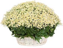 Цветочная композиция из Ромашки в корзине #REPLACE_PRED# Новосысоевке
