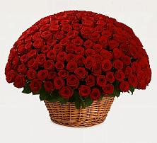 Премиум букет из: Розы в Новосысоевке